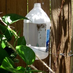 My feeding cup, some screen hot glued inside (you can see the crickets like to crawl up where the chams can see them. I hot glued a rim along the bott