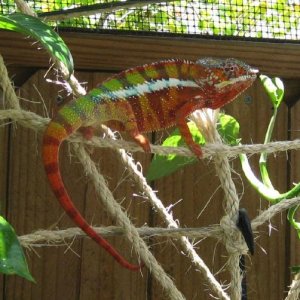 Tarzan, my male panther chameleon.