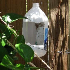 One gallon jug made into a big cup feeder