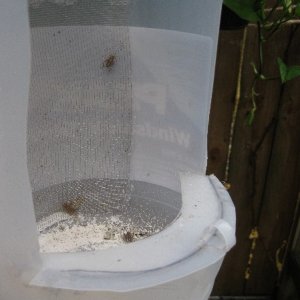 All hot glued together, including the screen in the back where the bugs crawl up and get seen.