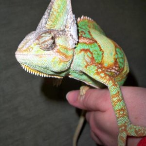 Shedding and showing off some nice colors