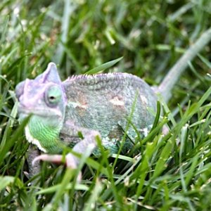 yup, that my girl! the grass,flower,and ME lover chameleon on the move whats she gonna do next??? don don dooooooooon :P