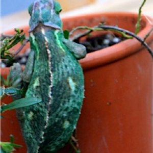 Niji.......on a pot, yup sooo interesting .... a chameleon... on a pot! :p