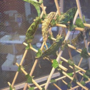 Various Jackson's, veiled, and other chameleons.