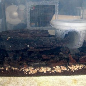 Ready for the bugs. Lots of substrate for nymphs, humid hide, screen window on the other side, some oak bark slabs. I got all my oak bark from the bas