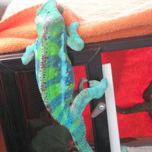 He hates being in his cage... lol