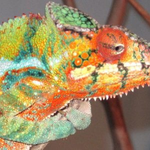 His new mating colors...