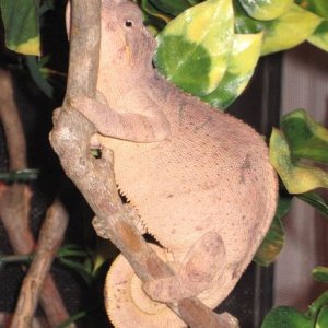 She can't even sit right on her branch her tummy is getting so big... lol