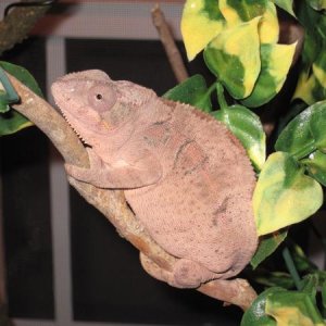 5 weeks since mating