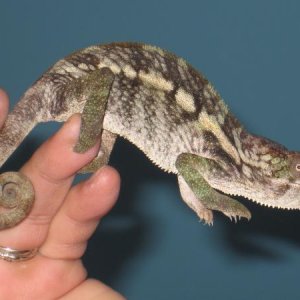 She's got some of the prettiest markings...