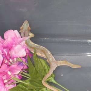 She looks very snake like...