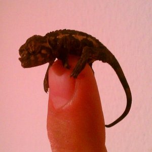 baby jack 3