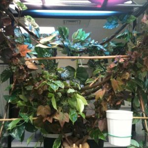 Yoda's home with improvements