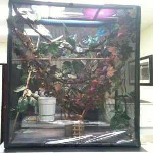Yoda's home 1