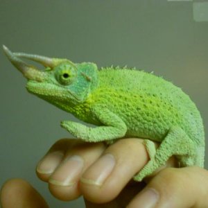Jackson male 7 21 2011 002