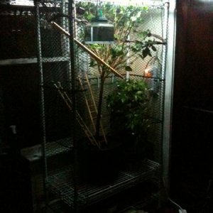FR front - without netting.  Lights are no longer on top of the setup - they are hanging from ceiling.