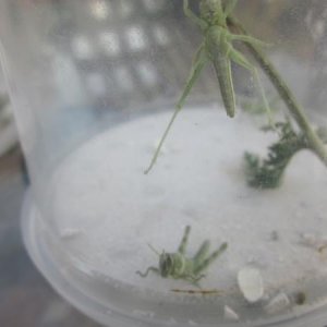 Green Bird Grasshoppers (Schistocerca shoeshone)