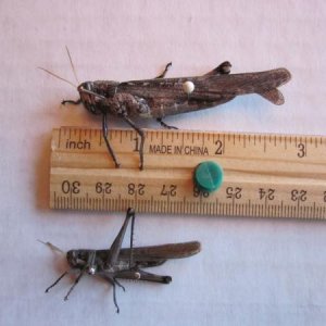 Gray Bird Grasshopper (Schistocerca nitens)