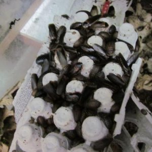 Dubia Colony