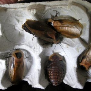Adults and a large nymph, it will soon molt and be an adult roach.