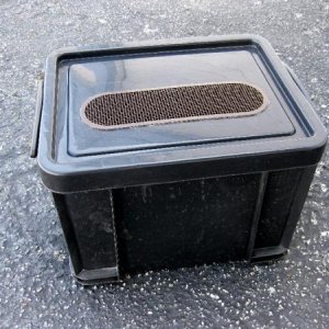 Really Useful Box, fitted with this vent screen. This is nice for a small colony of Discoids.