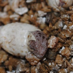 July 24-2011 first BB ambilobe of 21 to say: Hello world
