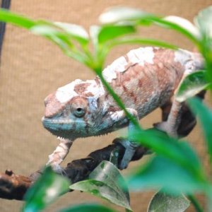 Sissy: one of our female ambilobes starting a shed