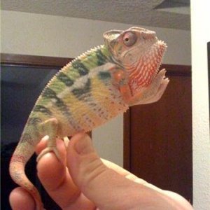 franklin at 5 months