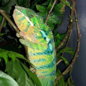 Leviathan fired up FINALLY. It takes alot to make this boy mad!