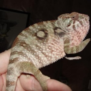 Banshee - Sire is Firestarter