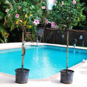 Luie and Camille's outside basking and misting trees 9-4-09