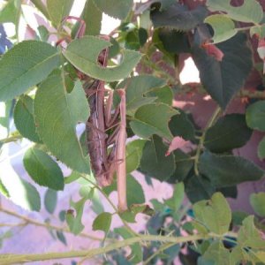 Mating Brown Chinese Mantis