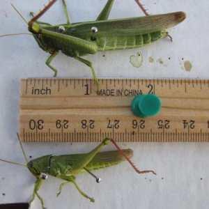 Male and Female Green Bird Grasshoppers (Schistocerca shoeshone)