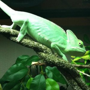 IMG 0041