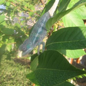 Playing in my tree