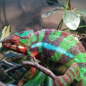 HIT-MAN AFTER SHED.. LOOK AT THE PURPLE BARS..
