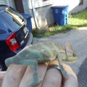 veiled chameleons