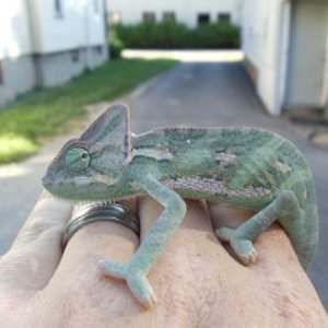 veiled chameleons