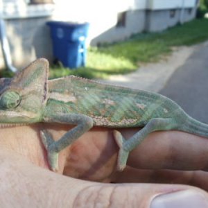 veiled chameleons