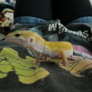 yoshi my leopard gecko