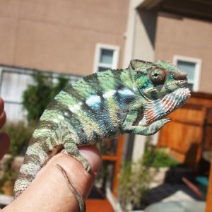Hermes September 2, 2011