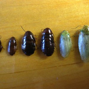 Nymphs and adults