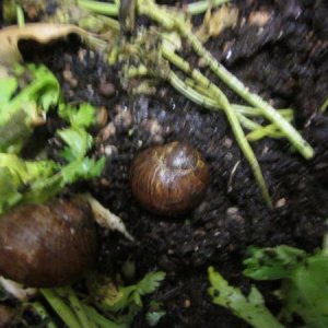 Snail Laying Eggs