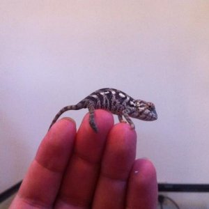 sam fingertip 2