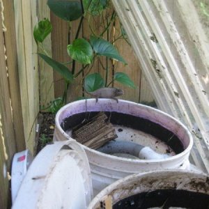 Hard to raise soldier flies with this thief in there.
