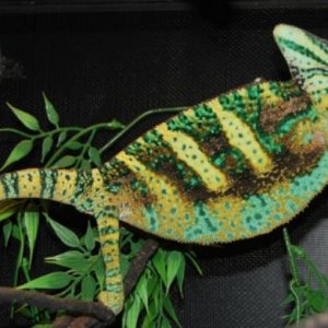Reggie Aug 2011 2