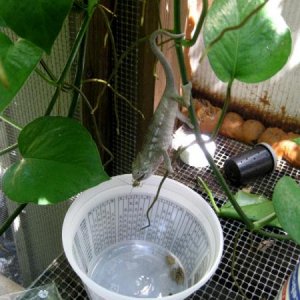 Nosey Be cup feeding on a few crickets