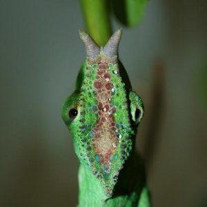 Lefo male triceros quadricornis