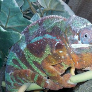 Ambilobe