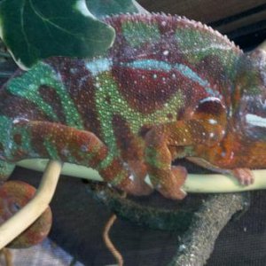 Ambilobe